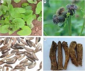 أنواع القسط الهندي