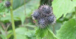 التركيب الكيميائي للقسط الهندي