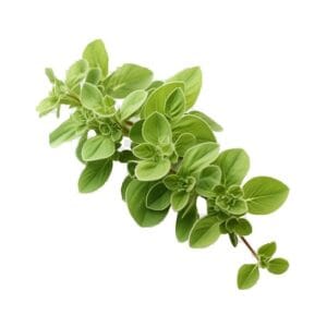 فوائد البردقوش للدورة الشهرية