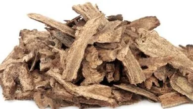 القسط الهندي أنواعه، زراعته، فوائده، أضراره، واستخداماته