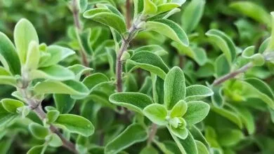 فوائد البردقوش للنساء