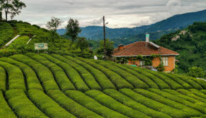 مزارع الشاي في ريزا