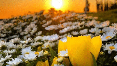 مسجات صباح الخير عبارات صباحية مميزة