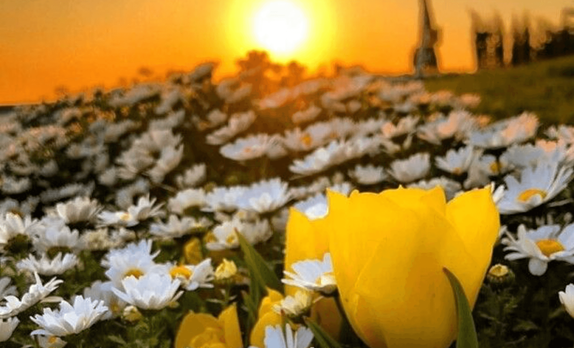 مسجات صباح الخير عبارات صباحية مميزة