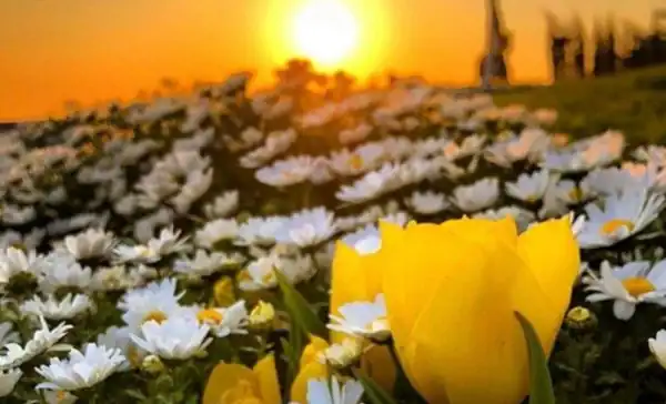 مسجات صباح الخير عبارات صباحية مميزة
